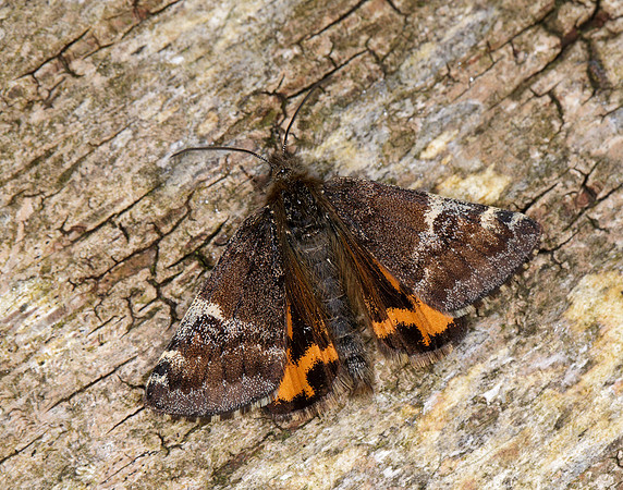 70.203 BF1661 Orange Underwing Archiearis parthenias