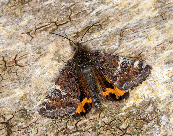 70.203 BF1661 Orange Underwing Archiearis parthenias