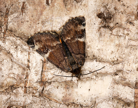 70.203 BF1661 Orange Underwing Archiearis parthenias