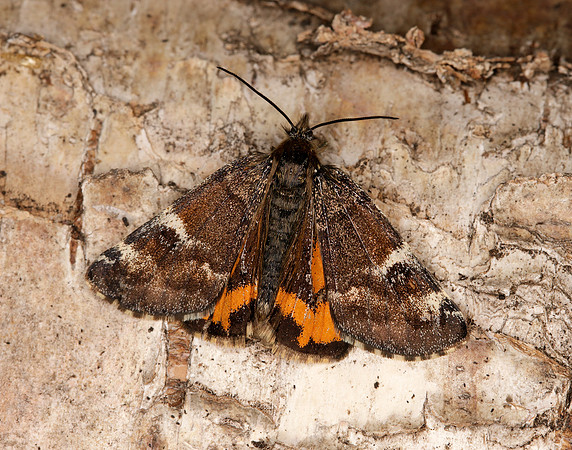 70.203 BF1661 Orange Underwing Archiearis parthenias
