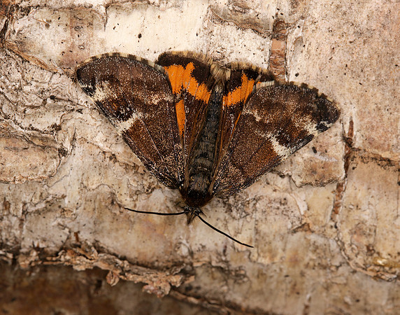 70.203 BF1661 Orange Underwing Archiearis parthenias