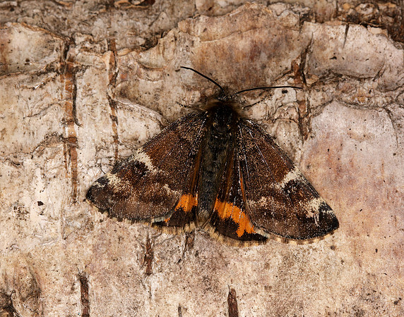 70.203 BF1661 Orange Underwing Archiearis parthenias
