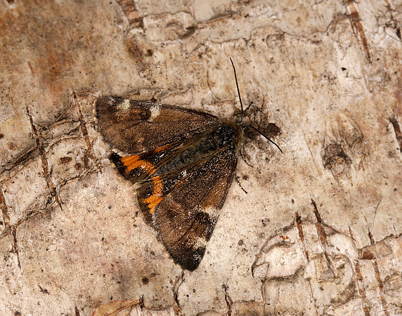 70.203 BF1661 Orange Underwing Archiearis parthenias