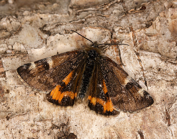 70.203 BF1661 Orange Underwing Archiearis parthenias