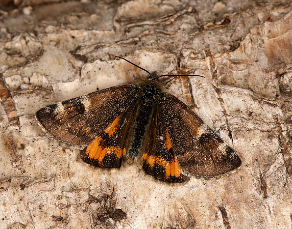 70.203 BF1661 Orange Underwing Archiearis parthenias