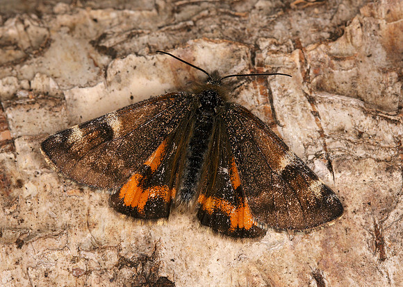 70.203 BF1661 Orange Underwing Archiearis parthenias