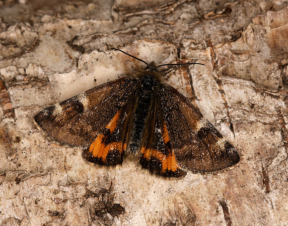 70.203 BF1661 Orange Underwing Archiearis parthenias