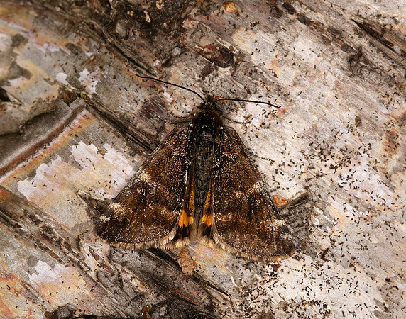 70.203 BF1661 Orange Underwing Archiearis parthenias