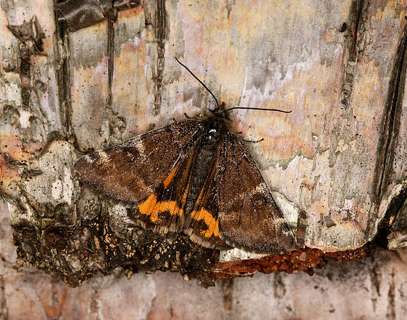 70.203 BF1661 Orange Underwing Archiearis parthenias
