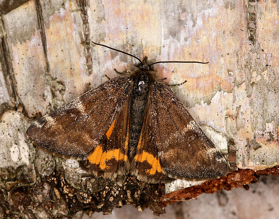 70.203 BF1661 Orange Underwing Archiearis parthenias