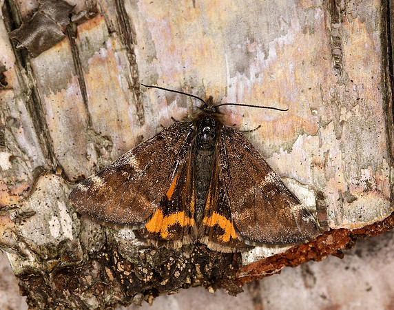 70.203 BF1661 Orange Underwing Archiearis parthenias