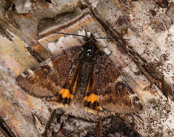 70.203 BF1661 Orange Underwing Archiearis parthenias