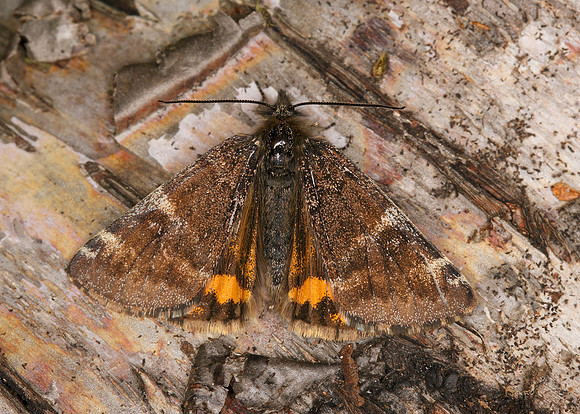 70.203 BF1661 Orange Underwing Archiearis parthenias