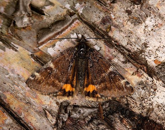 70.203 BF1661 Orange Underwing Archiearis parthenias