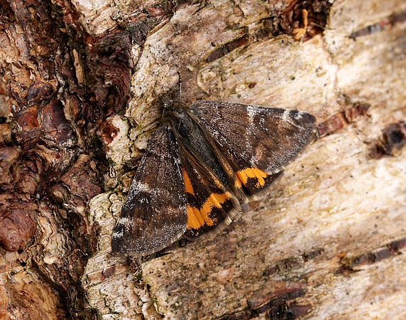 70.203 BF1661 Orange Underwing Archiearis parthenias