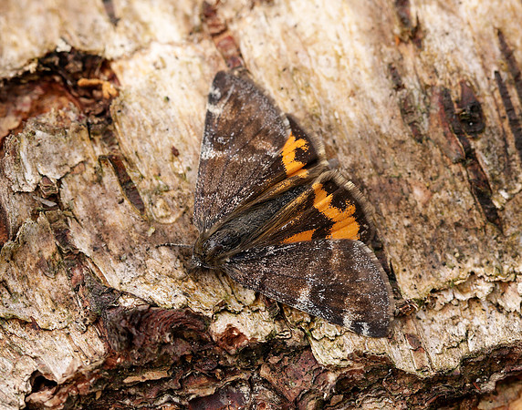 70.203 BF1661 Orange Underwing Archiearis parthenias