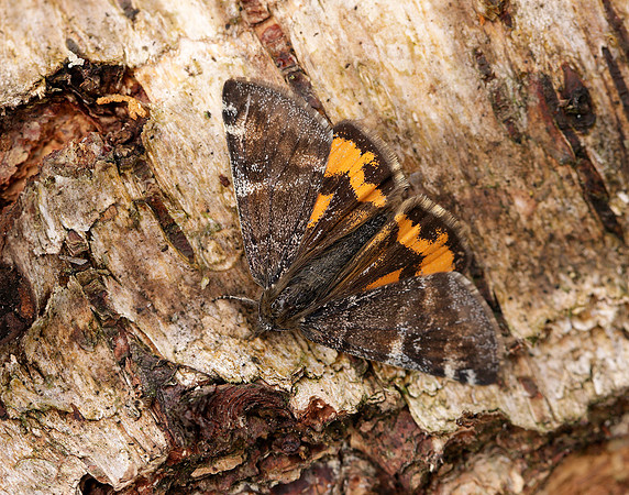 70.203 BF1661 Orange Underwing Archiearis parthenias