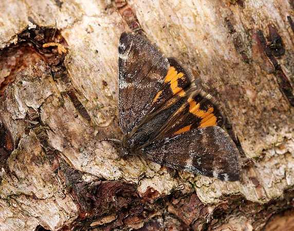 70.203 BF1661 Orange Underwing Archiearis parthenias
