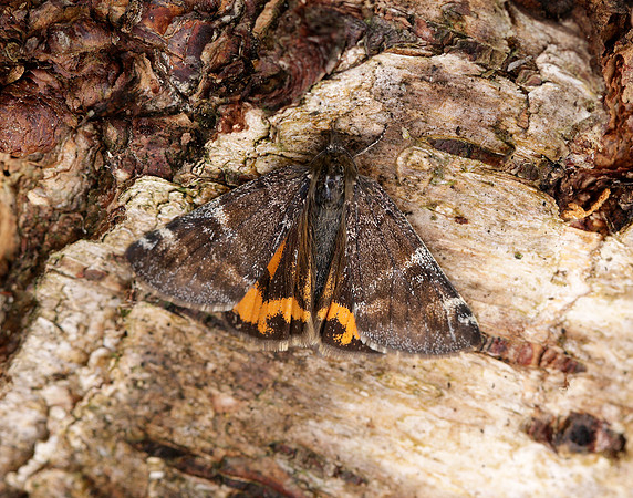 70.203 BF1661 Orange Underwing Archiearis parthenias