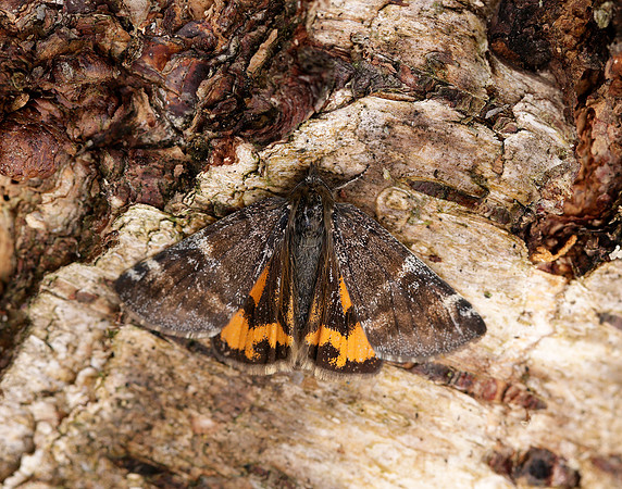 70.203 BF1661 Orange Underwing Archiearis parthenias