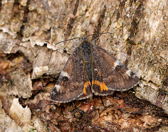70.203 BF1661 Orange Underwing Archiearis parthenias