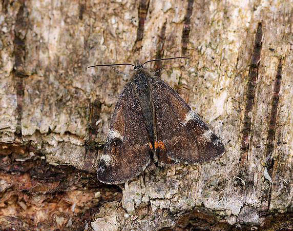 70.203 BF1661 Orange Underwing Archiearis parthenias