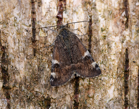 70.203 BF1661 Orange Underwing Archiearis parthenias