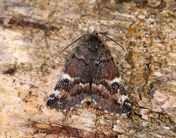 70.203 BF1661 Orange Underwing Archiearis parthenias