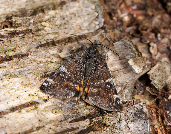 70.203 BF1661 Orange Underwing Archiearis parthenias
