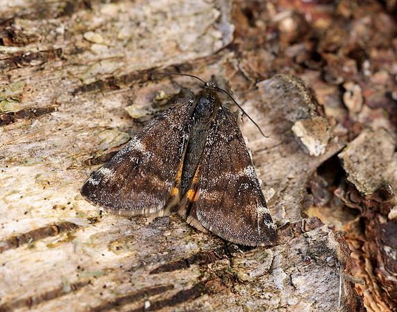 70.203 BF1661 Orange Underwing Archiearis parthenias