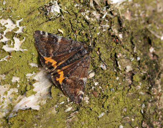 70.203 BF1661 Orange Underwing Archiearis parthenias
