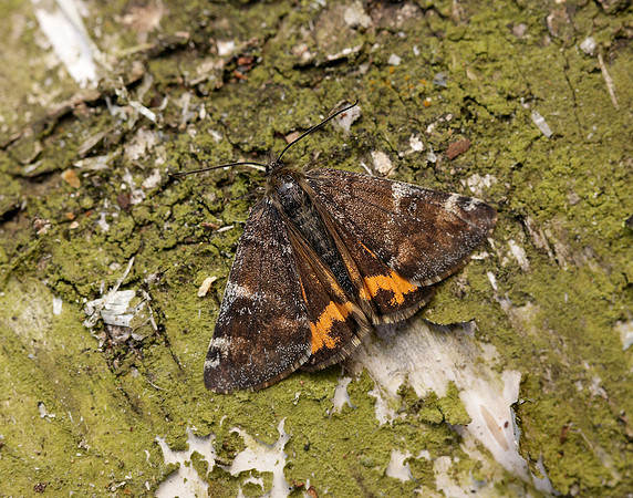 70.203 BF1661 Orange Underwing Archiearis parthenias