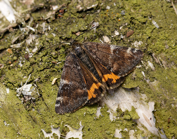 70.203 BF1661 Orange Underwing Archiearis parthenias