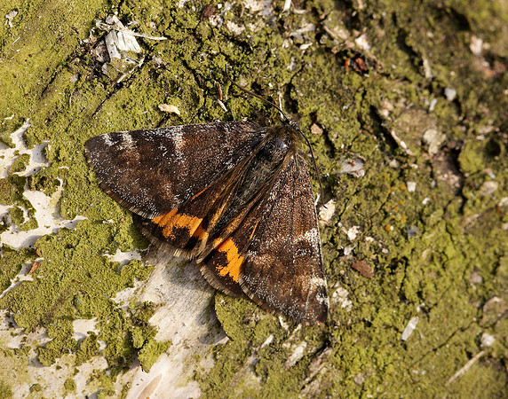 70.203 BF1661 Orange Underwing Archiearis parthenias