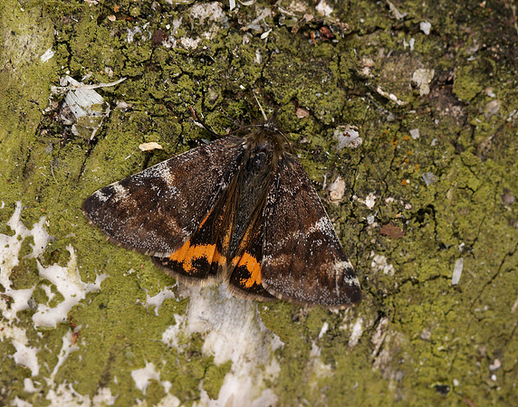 70.203 BF1661 Orange Underwing Archiearis parthenias