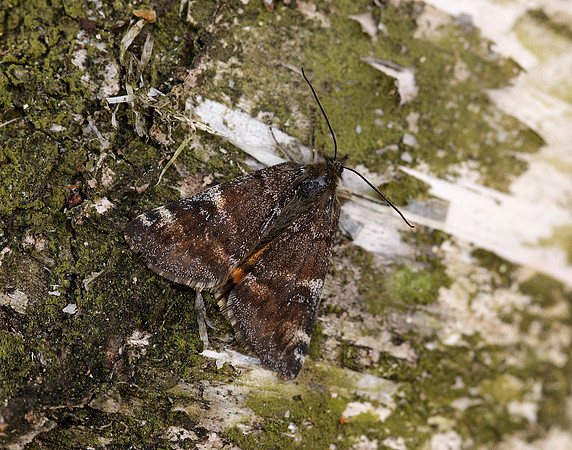 70.203 BF1661 Orange Underwing Archiearis parthenias
