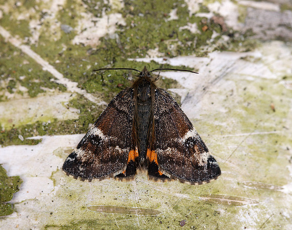 70.203 BF1661 Orange Underwing Archiearis parthenias