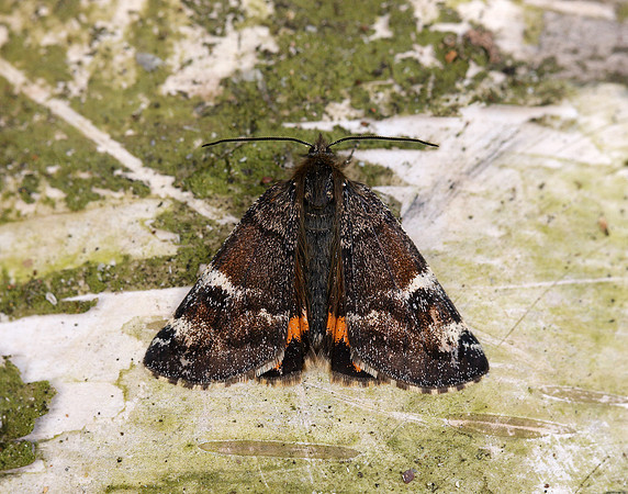 70.203 BF1661 Orange Underwing Archiearis parthenias