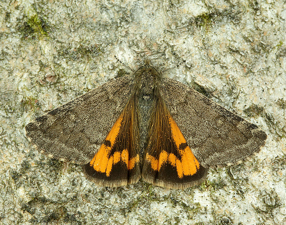 70.204 1662 Light Orange Underwing Boudinotiana notha