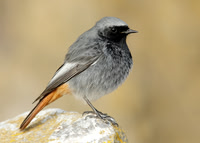 Dipper to Chats & Thrushes