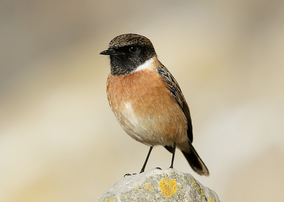 Stonechat Saxicola rubicola