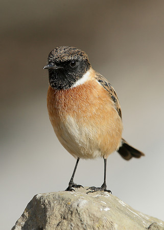 Stonechat Saxicola rubicola