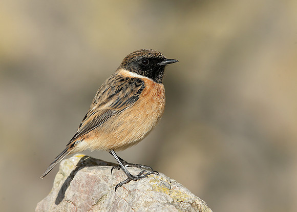 Stonechat Saxicola rubicola