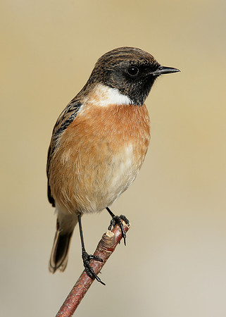 Stonechat Saxicola rubicola
