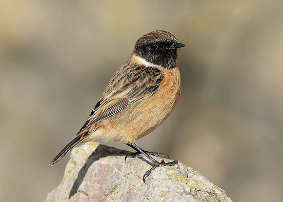 Stonechat Saxicola rubicola