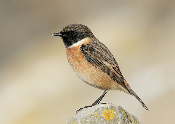 Stonechat Saxicola rubicola