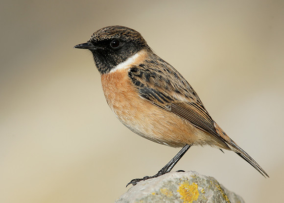Stonechat Saxicola rubicola