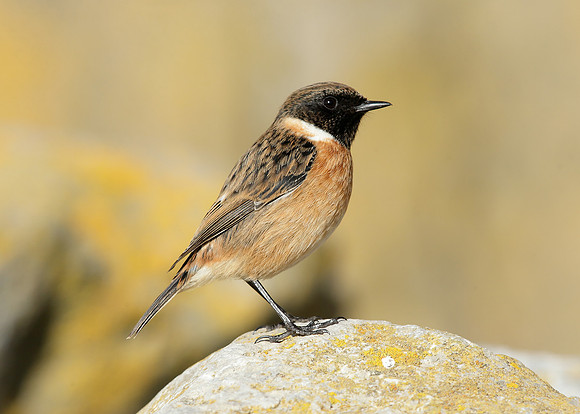Stonechat Saxicola rubicola