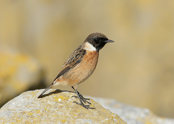 Stonechat Saxicola rubicola