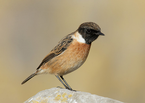 Stonechat Saxicola rubicola